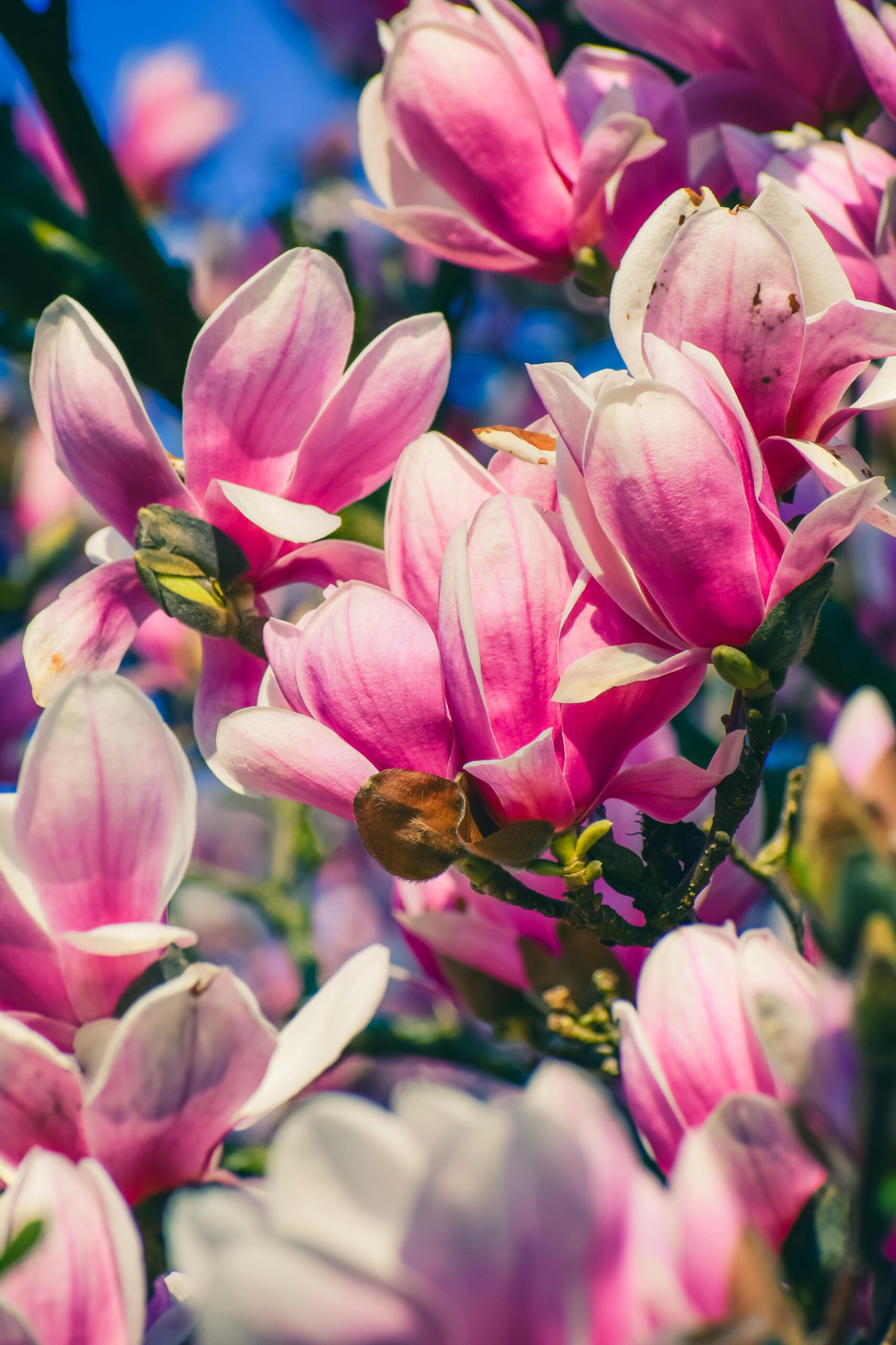 Magnolia Tree on a light background