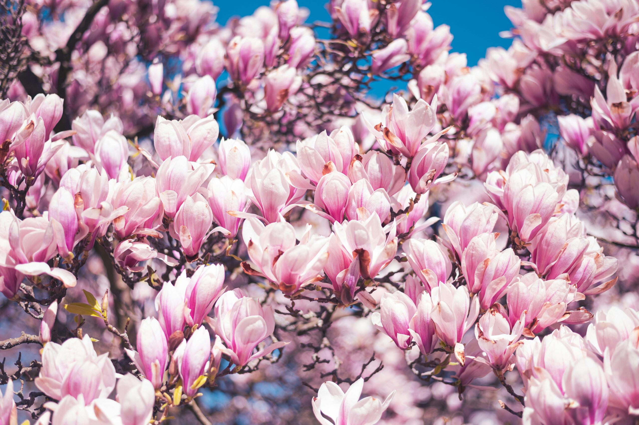 Magnolia Tree with bright blue sky background