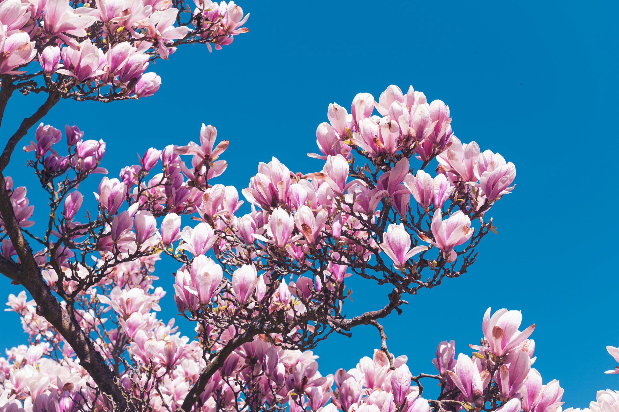 Magnolia Tree with bright blue sky background