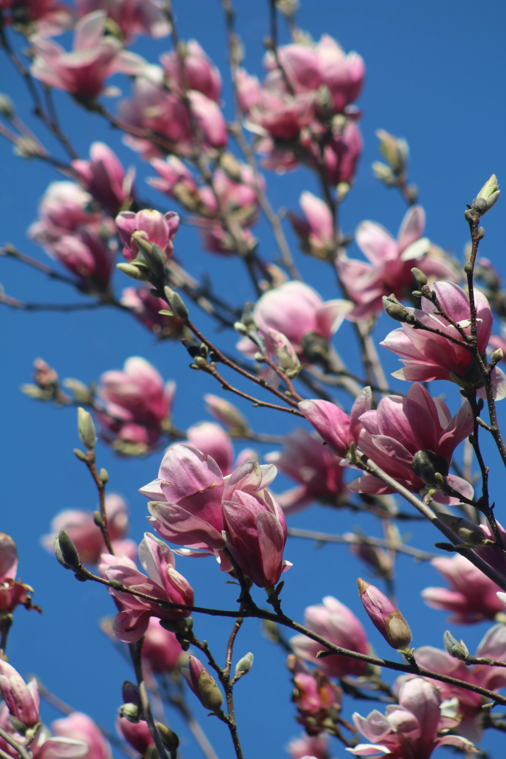 Magnolia Tree with bright blue sky background